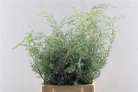 Cupressus arizonica 'Glauca'