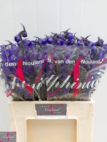 Delphinium Belladonna Grp enkelbloemig 'Atlantis'