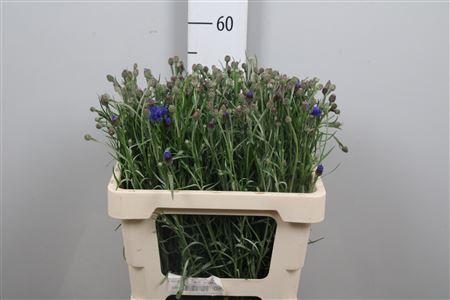 Centaurea cyanus