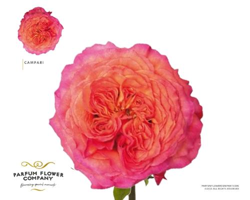 Rosa grootbloemig Campari