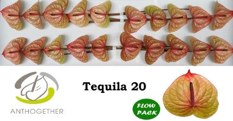 Anthurium (Andreanum Grp) Tequila