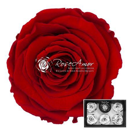 Rosa grootbloemig kleurbehandeld H%