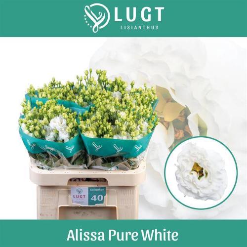 Eustoma russellianum gevuldbloemig 'Alissa Pure White'
