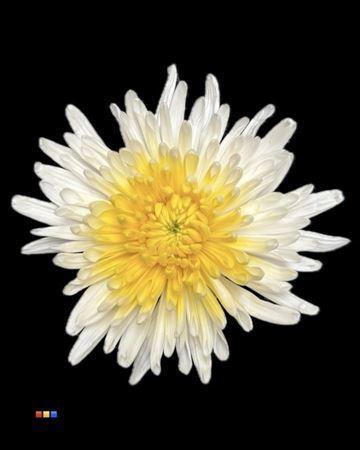 Chrysanthemum geplozen kas kleurbehandeld H%