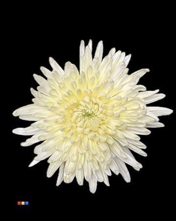Chrysanthemum (Indicum Grp) geplozen Topspin kleurbehandeld H%