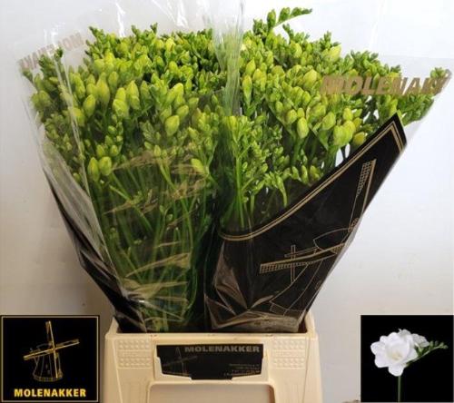 Freesia dubbelbloemig Vivre