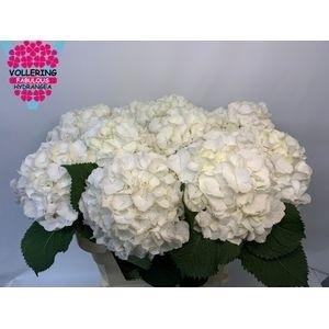 Hydrangea macrophylla Noordpool