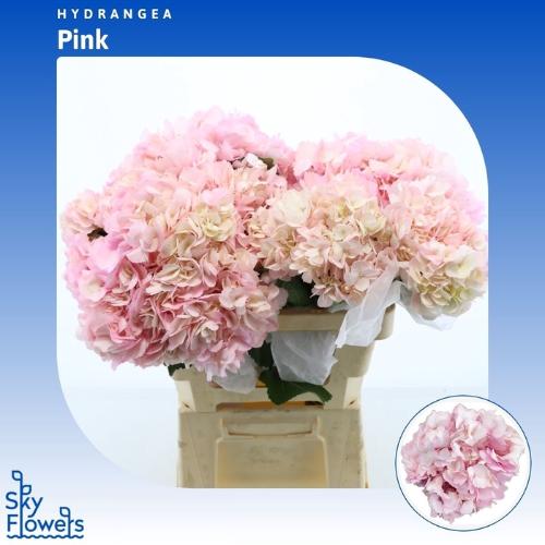 Hydrangea overig kleurbehandeld H%
