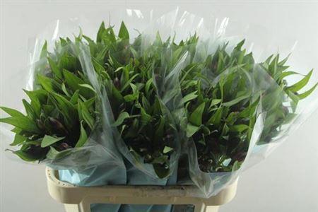 Alstroemeria Morado