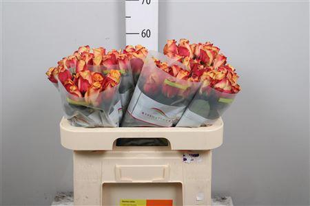 Rosa grootbloemig Pebbles