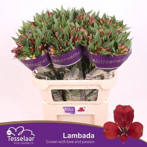 Alstroemeria Lambada