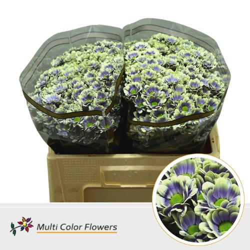 Chrysanthemum (Indicum Grp) tros santini  AAA Bowie kleurbehandeld H%