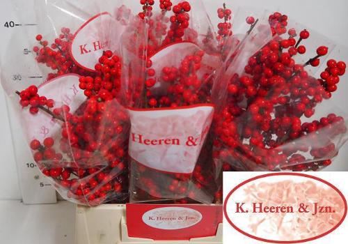 Anthurium Andreanum Grp 'Fla Exotic'