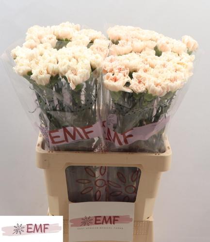 Dianthus standaard Peach Tea+