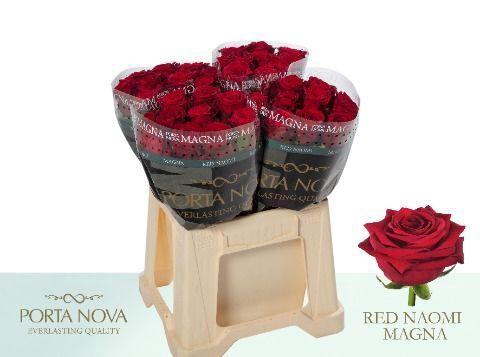 Rosa grootbloemig Red Naomi!