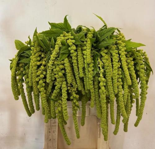Amaranthus caudatus 'Cycloop'