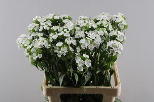 Dianthus barbatus 'Sweet Will White'