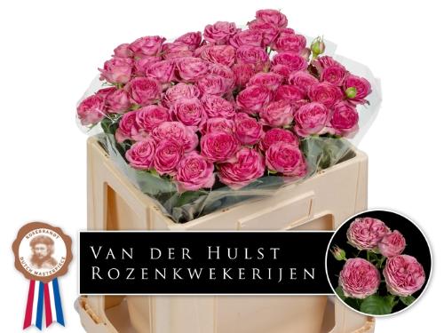 Rosa tros Paradox!