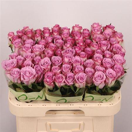 Rosa grootbloemig Thriller