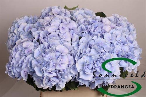 Hydrangea macrophylla 'Verena' (blauw)