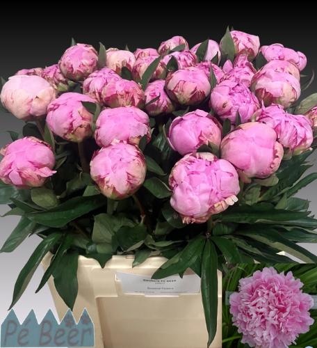 Paeonia Lactiflora Grp 'Sarah Bernhardt'