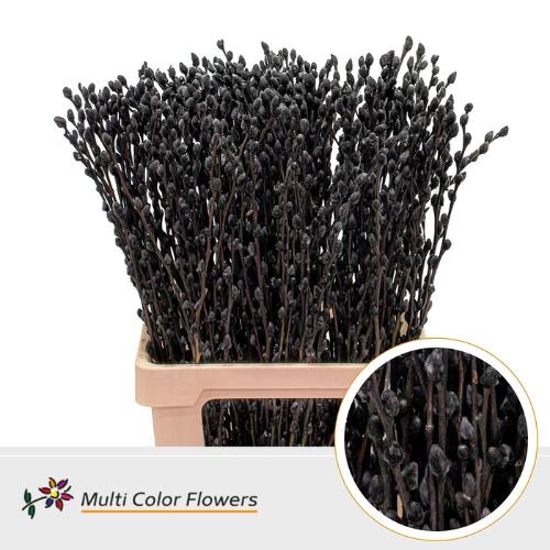 Salix caprea 'Snow Flake' kleurbehandeld H%