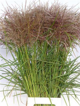 Miscanthus sinensis overig