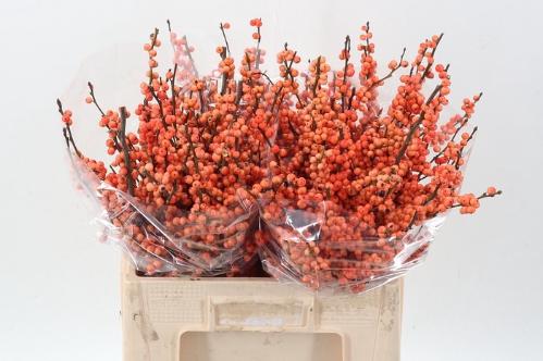 Ilex verticillata 'La Range'