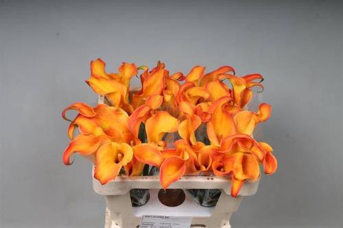 Zantedeschia 'Callista'