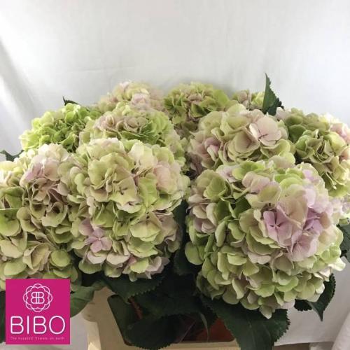 Hydrangea macrophylla 'Verena' (classic)
