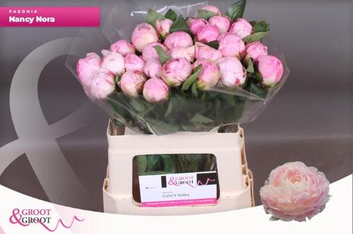 Paeonia Lactiflora Grp 'Nancy Nora'