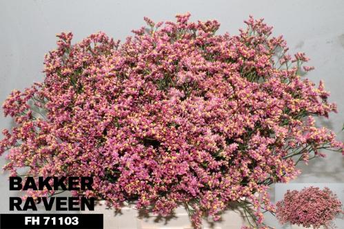 Limonium sinensis Scarlet Diamond