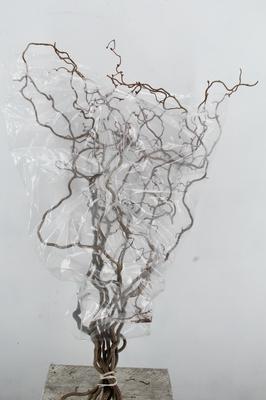 Corylus avellana 'Contorta'