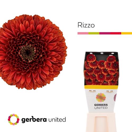 Gerbera mini bolvormig Pomponi Rizzo