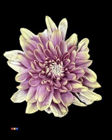 Chrysanthemum Indicum Grp tros kas kleurbehandeld H%