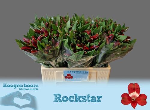Alstroemeria Rockstar