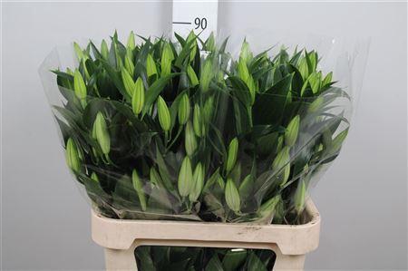 Lilium Oriental Grp 'Helvetia'