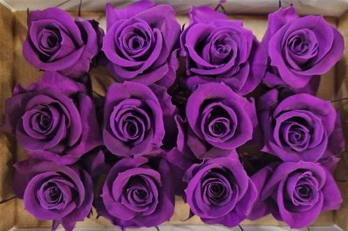 Rosa grootbloemig kleurbehandeld H%