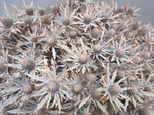 Eryngium planum kleurbehandeld H%