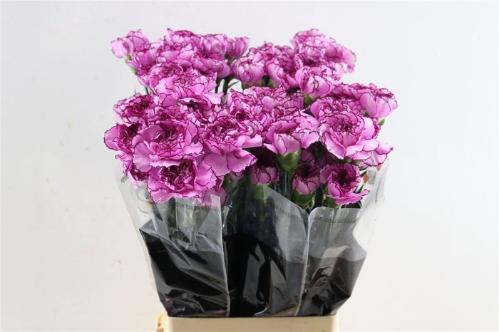Dianthus standaard 'Royal Damascus'