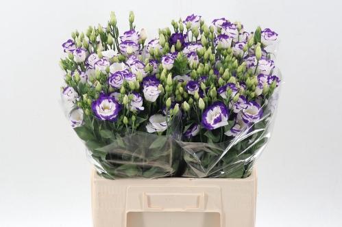 Eustoma russellianum gevuldbloemig 'Excalibur Blue Picotee'