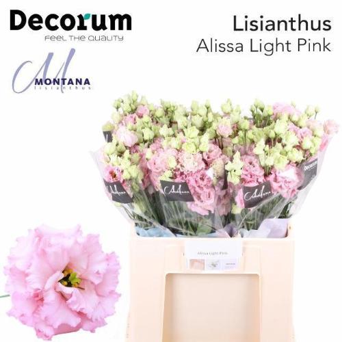 Eustoma russellianum gevuldbloemig 'Alissa Light Pink'