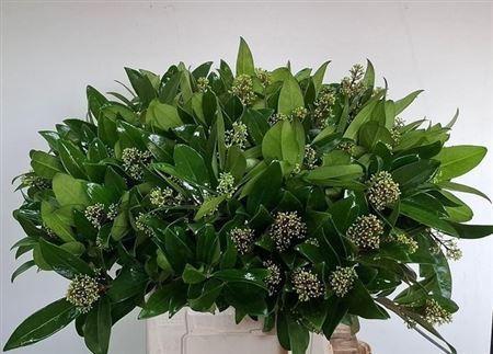 Skimmia japonica 'Silvretta' per bos