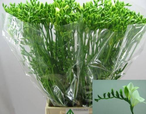 Freesia enkelbloemig 'Diamond River'