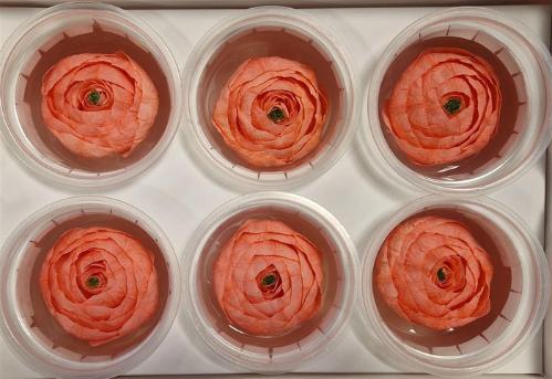 Rosa grootbloemig kleurbehandeld H%