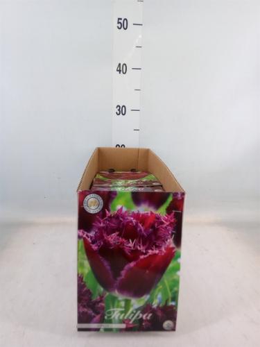 Tulipa (bol)