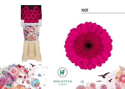 Gerbera mini Noï