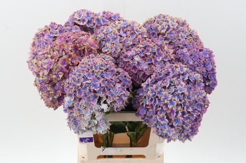 Hydrangea macrophylla 'Samurai'