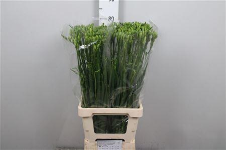 Freesia dubbelbloemig Versailles