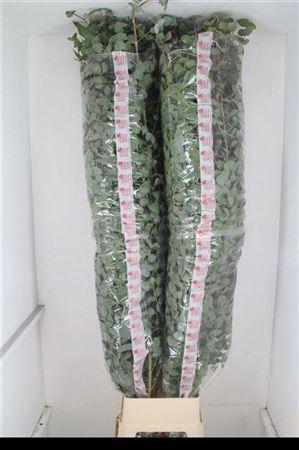 Eucalyptus per bos cinerea